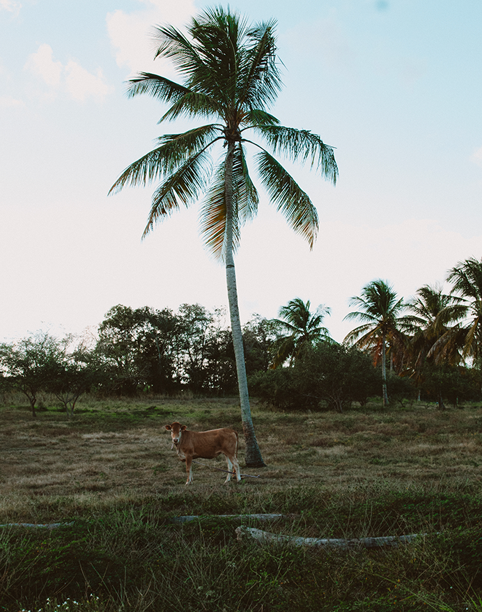 Promenade-champs de canne-local-culture-guadeloupe-photographer- palm and cow